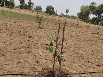 Thatigudem Agro Forestry — 2026 07 15 at 3.52.31 PM